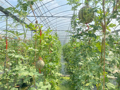 尚果园大棚内使用绿色防控技术种植的瓜果。受访单位供图